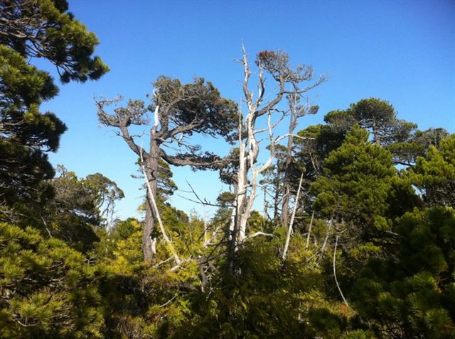 Shorepine Bog Trail