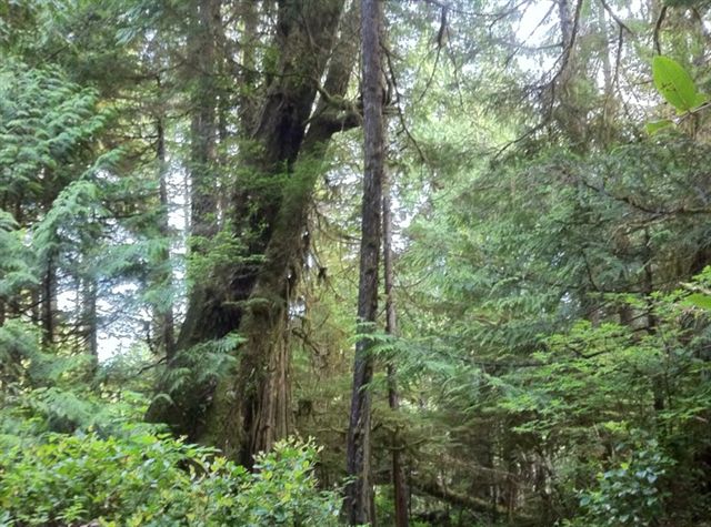 Big Tree Trail 